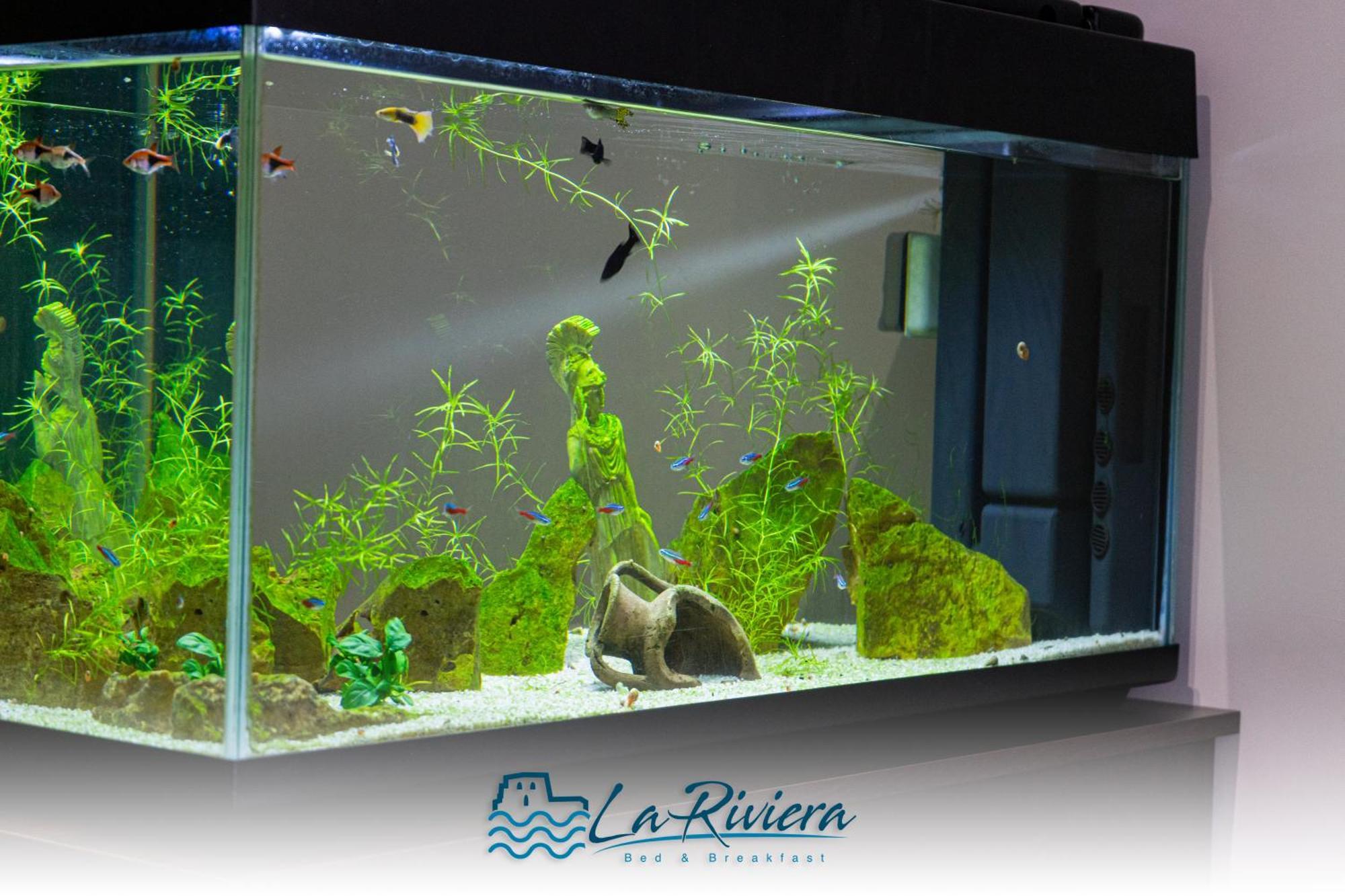 La Riviera Bed & Breakfast Scalea Dış mekan fotoğraf